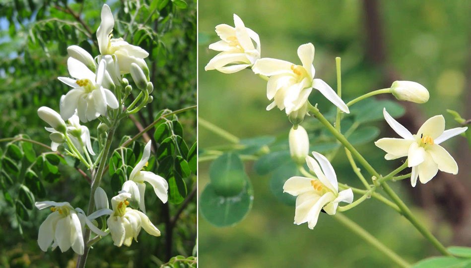 flor de moringa