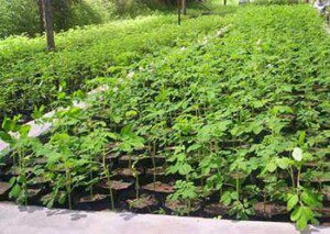 Cultivo de moringa: beneficios, propiedades y  manejo agronómico