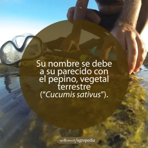 hombre agarrando un pepino de mar en la orilla del mar