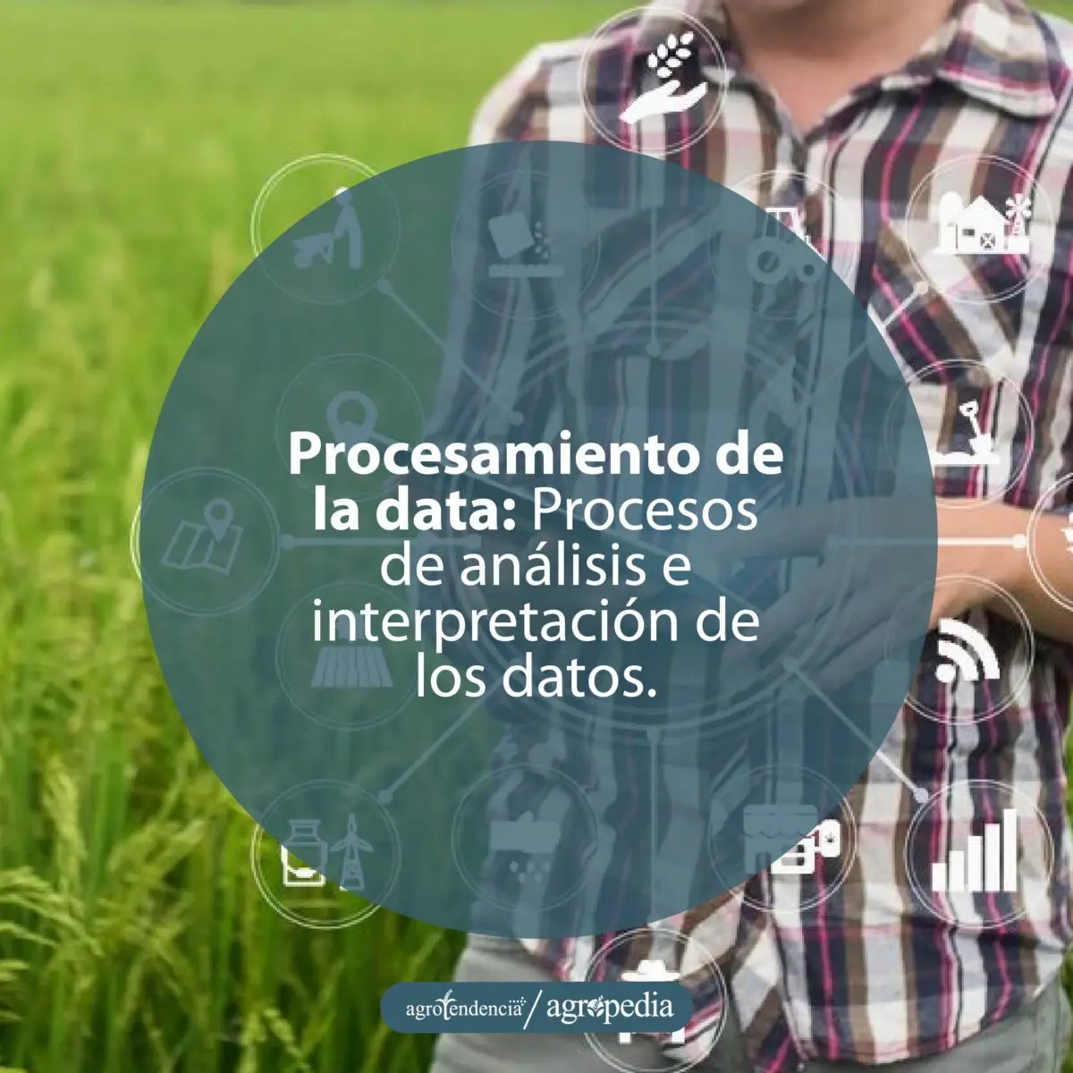 persona evaluando en celular información de los SIG para tomar decisiones en cultivo de arroz