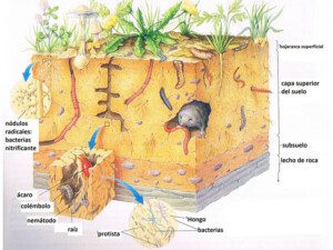 suelos agrícolas - materia orgánica en suelos agrícolas