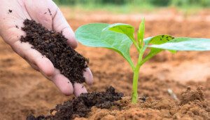 suelos agrícolas - materia orgánica en suelos agrícolas