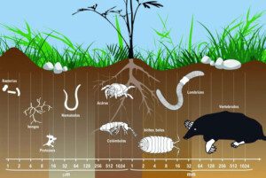 suelos agrícolas - materia orgánica en suelos agrícolas