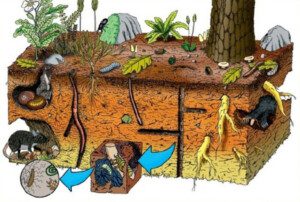 suelos agrícolas - materia orgánica en suelos agrícolas