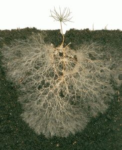 suelos agrícolas - técnicas de conservación de suelos