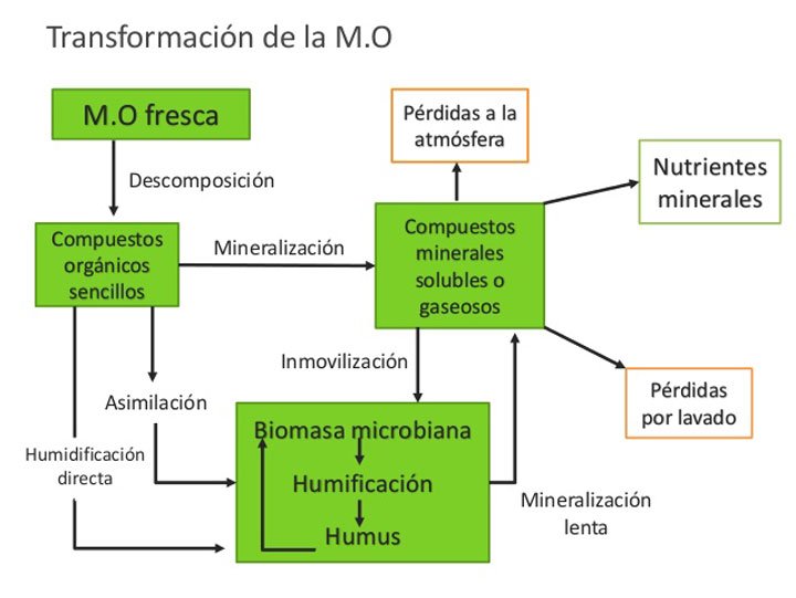 diagrama de transformación de la materia orgánica dentro del suelo