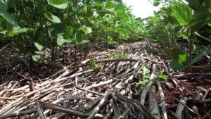 suelos agrícolas - técnicas de conservación de suelos