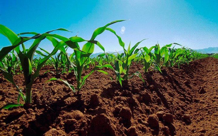 vista de suelo color rojizo con plántulas de maíz en hilera