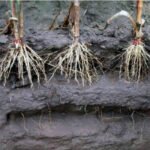 suelos agrícolas - degradación de suelos agrícolas