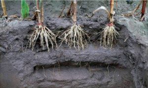 suelos agrícolas - degradación de suelos agrícolas