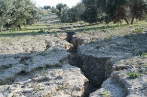 suelos agrícolas - técnicas de conservación de suelos