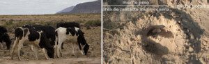 suelos agrícolas - compactación del suelo
