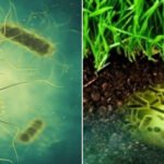suelos agrícolas -bacterias en suelos agrícolas