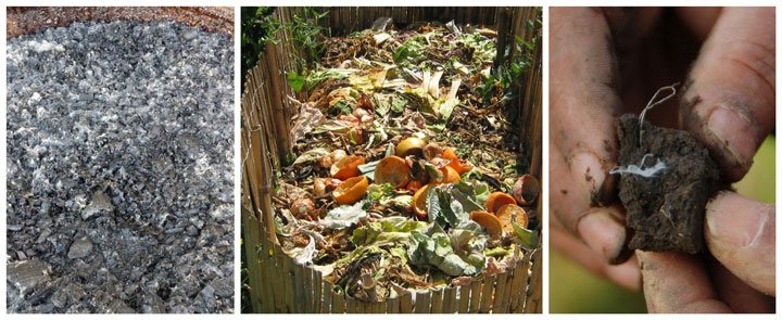 fotos de vegetales en proceso de descomposición 