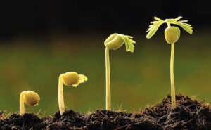 suelos agrícolas - características de los suelos agrícolas