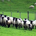 oveja - cría de oveja