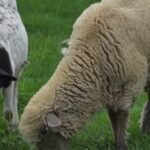 oveja - cría de oveja