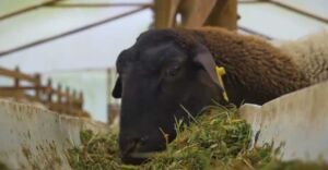 oveja - cría de oveja - alimentación de la oveja