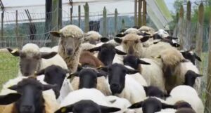 oveja - cría de oveja - características de la oveja