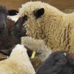oveja - cría de oveja - características de la oveja