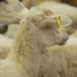 oveja - cría de oveja - características de la oveja