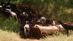 oveja - cría de oveja - características de la oveja