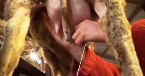 oveja - cría de oveja - leche de oveja