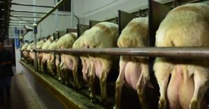 oveja - cría de oveja - leche de oveja