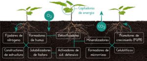 biofertilizantes organicos - biofertilizantes en agricultura