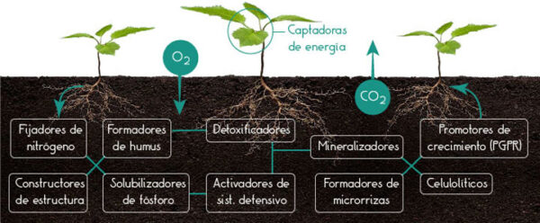 Biofertilizantes – Conoce Qué Son, Sus Tipos Y Aplicación