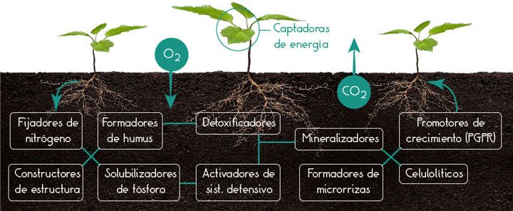 vista frontal de suelo plantas y su interacción con los biofertilizantesz
