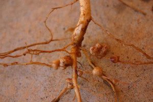 biofertilizantes organicos - biofertilizantes en agricultura