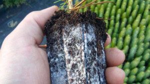 biofertilizantes organicos - biofertilizantes en agricultura