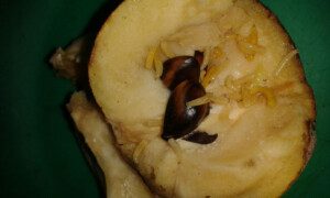 moscas de la fruta - manejo y control de moscas de la fruta