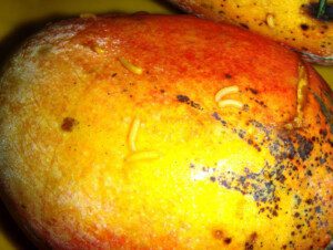 moscas de la fruta - manejo y control de moscas de la fruta