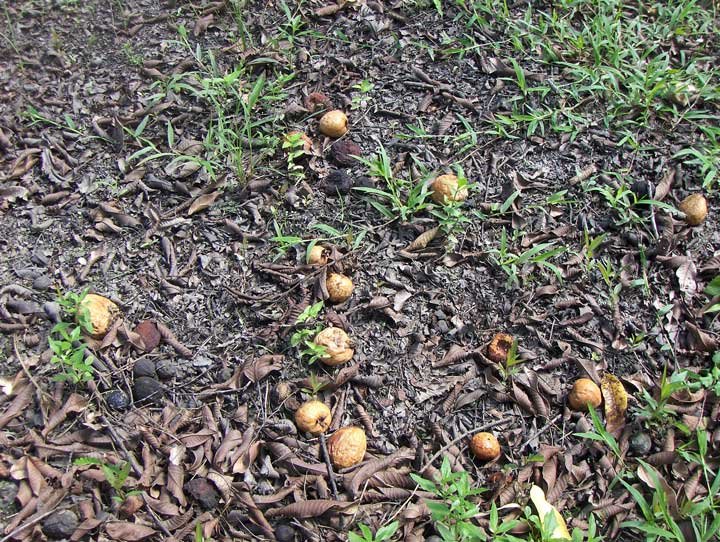 frutas en el suelo donde se multiplican las moscas