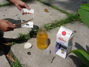 moscas de la fruta - trampas para la mosca de la fruta