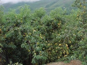 moscas de la fruta - manejo y control de moscas de la fruta
