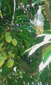 moscas de la fruta - trampas para la mosca de la fruta
