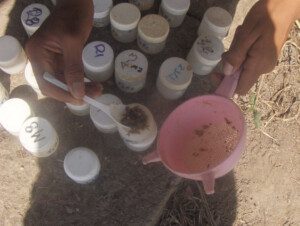 moscas de la fruta - trampas para la mosca de la fruta