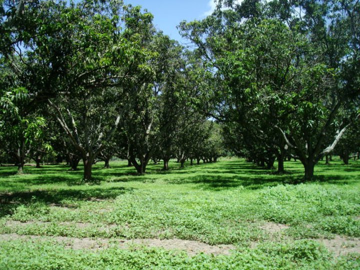 plantación de frutales donde se colocan las trampas para el control de la mosca