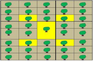 moscas de la fruta - manejo y control de moscas de la fruta