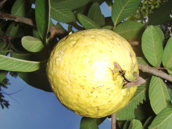 fruto amarillo con mosca de la fruta