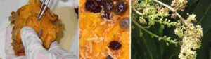 moscas de la fruta - trampas para la mosca de la fruta
