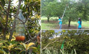 moscas de la fruta - trampas para la mosca de la fruta