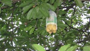 Moscas de la fruta – Trampeo, manejo y control