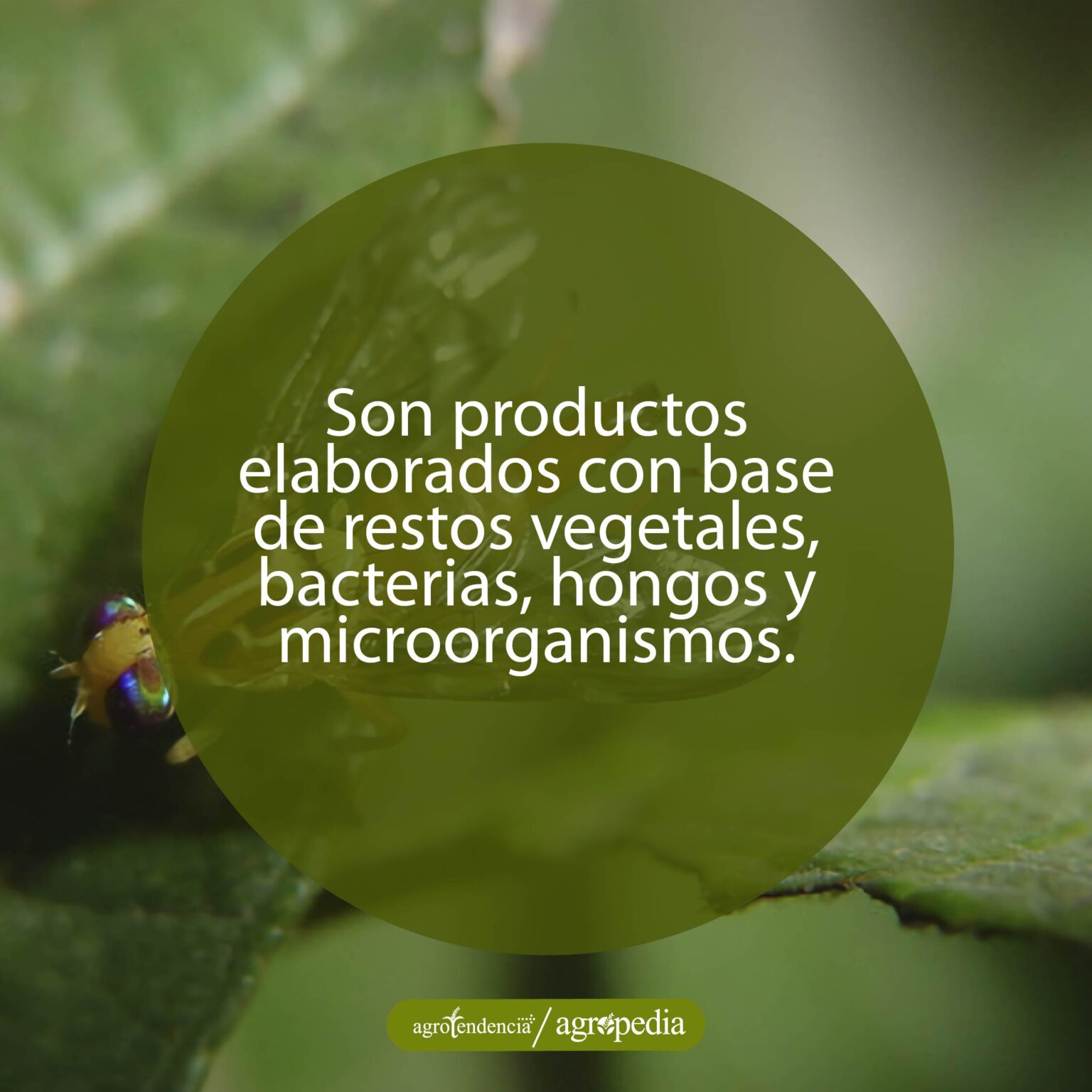 Biofertilizantes – Conoce Qué Son, Sus Tipos Y Aplicación