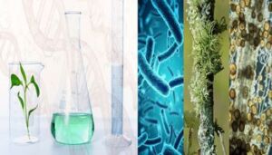 Biofertilizantes - Tipos, cómo se hacen y su aplicación