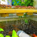 acuaponía casera - cultivo hidropónico - cultivo de peces