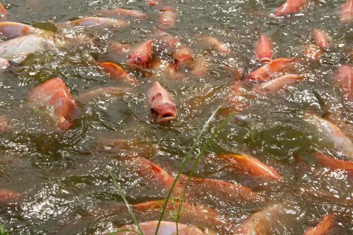 peces colo rosado en la superficie del agua